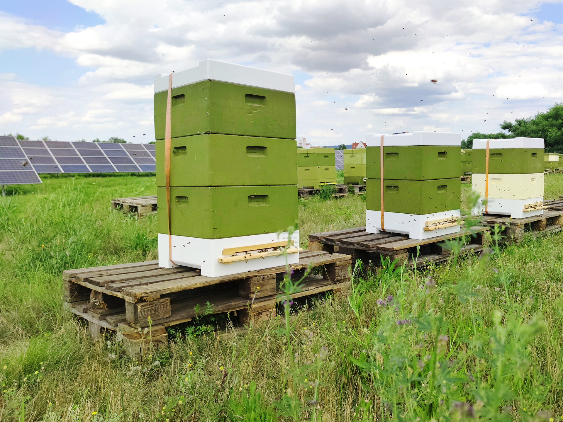 Solarpark Wurzen wird zur Bienenweide